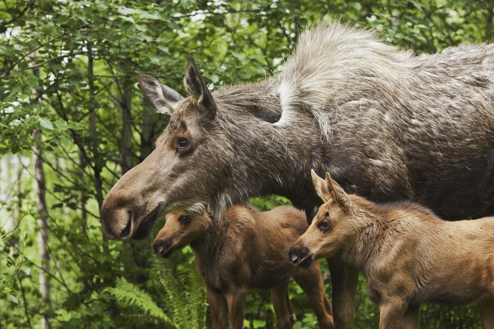 Two Newborn Moose Calves And Their Mother Keep Watchful Eyes On An Intruder Moose In A Residential Backyard Eagle River In Southcentral Alaska Summer Canvas Art - Ray Bulson Design Pics (34 x 22)