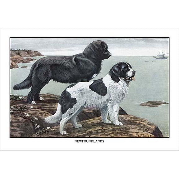 Two Newfoundlands-Fine Art Canvas Print (20" x 30")