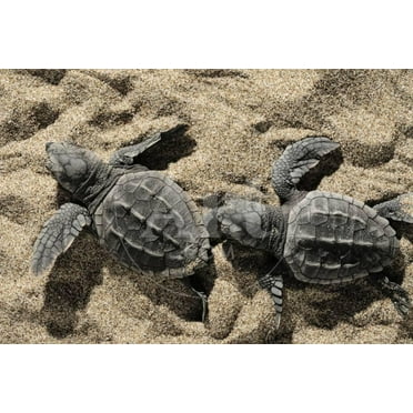 Two Newly Hatched Loggerhead Turtles Caretta Caretta Heading for the Sea, Dalyan Delta, Turkey, Animals Unframed Photographic Print Wall Art by Zankl Sold by ArtCom