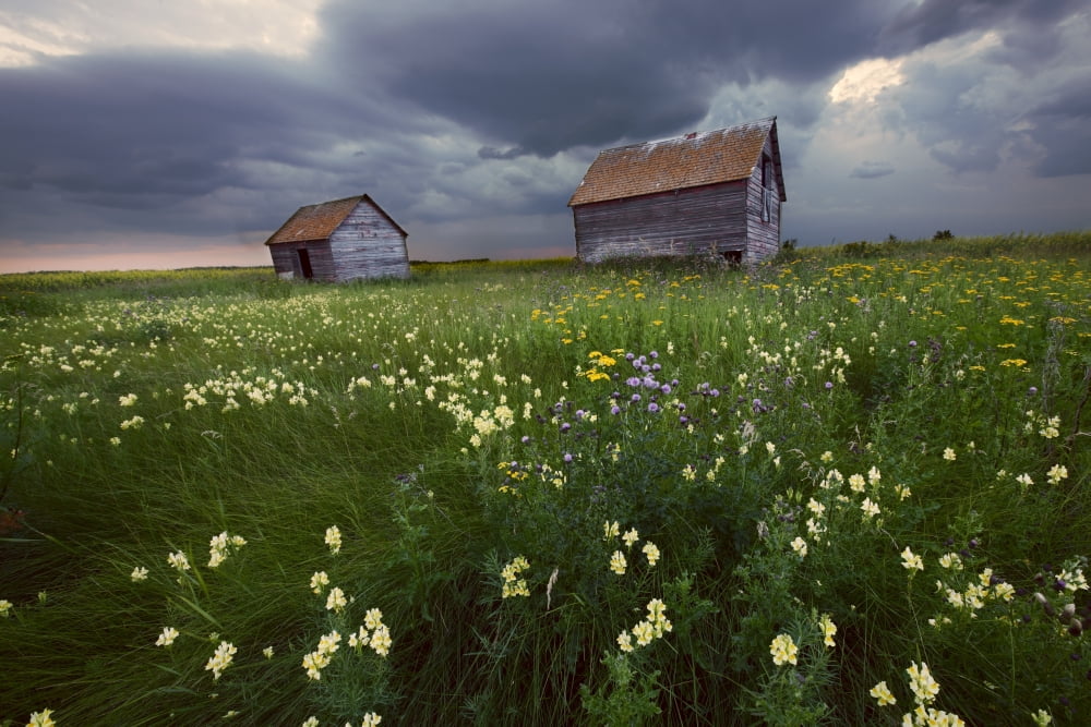 Two Old Granaries With Prairie Wildflowers Under Storm Clouds In Central Alberta Canvas Art - Dan Jurak Design Pics (34 x 22)