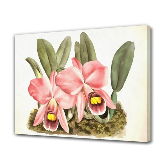 Two Orchids Canvas Poster Bedroom Decor Sports Landscape Office Room Decor Gift,Frame-style,24x36inch(60x90cm)