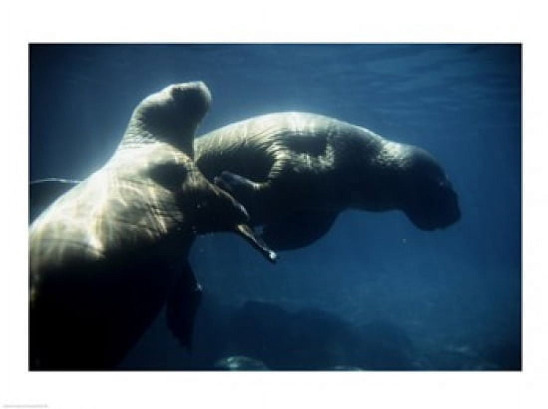 Two Pacific Walruses swimming underwater Canvas Art - (24 x 18)