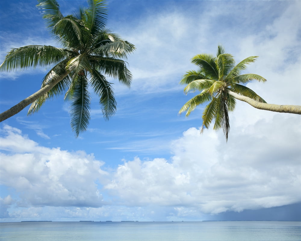 Two Palm Trees Clear Calm Turquoise Waters Large White Clouds Blue Sky C1689 Canvas Art - Mitchell Warner Design Pics (34 x 28)