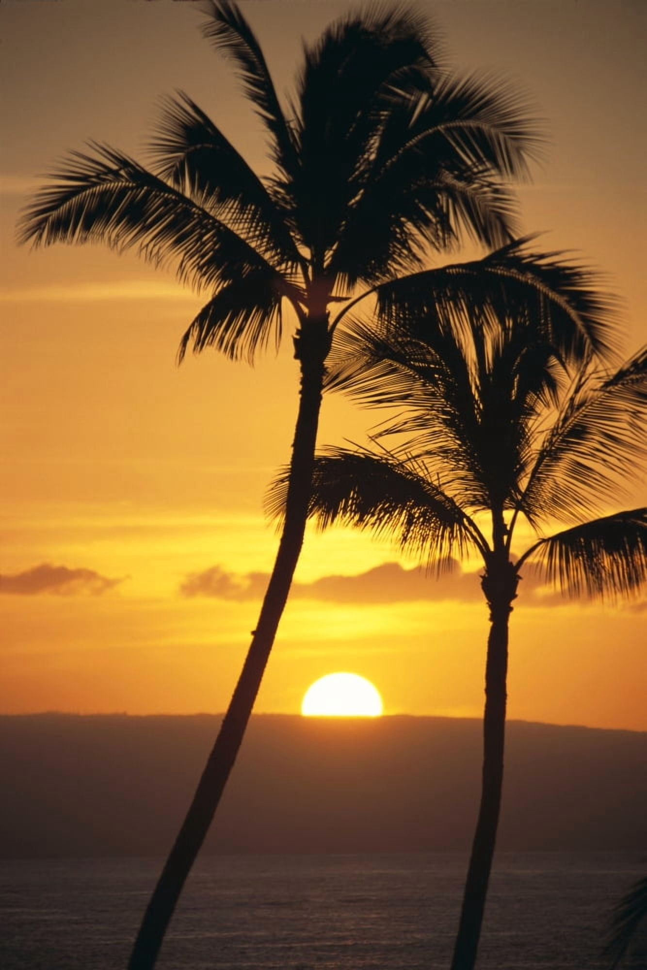Two Palm Trees Silhouetted At Sunset Fiery Orange Sun Ball Ocean C1587 Canvas Art - Bill Schildge Design Pics (12 x 19)