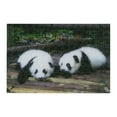 thumbnail image 1 of Two Pandas, 1 of 3