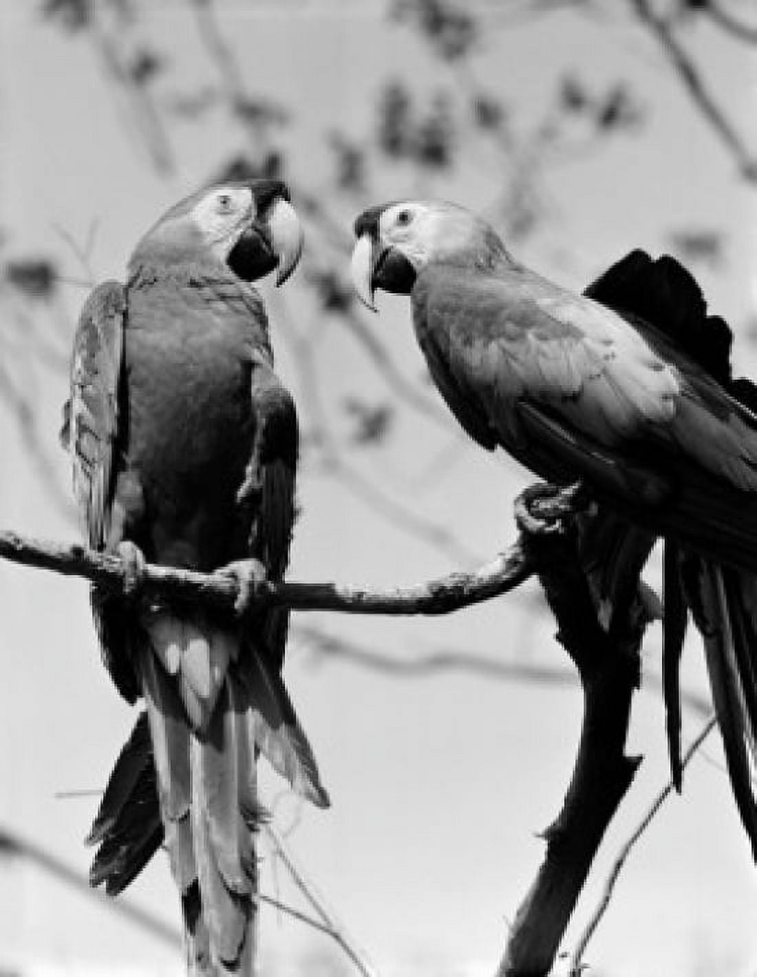 Two Parrots on branch Canvas Art - (18 x 24)