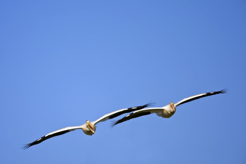 Two Pelicans In Flight Canvas Art - Richard Wear Design Pics (17 x 11)