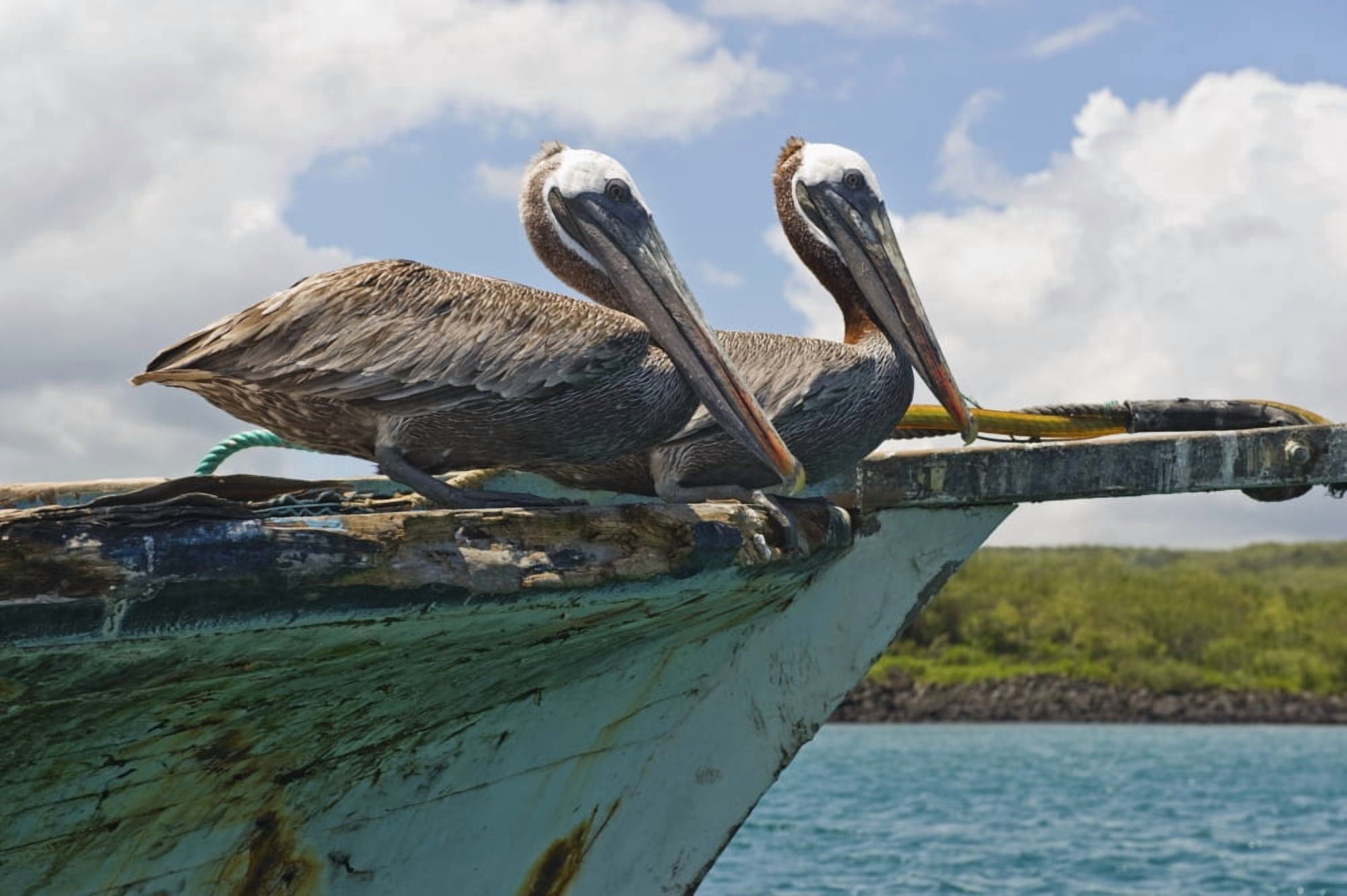 Two Pelicans (Pelecanus Occidentalis) On A Derelict Boat In The Harbor San Cristobal Galapagos Islands Ecuador Canvas Art - Robert Brown Design Pics (38 x 24)