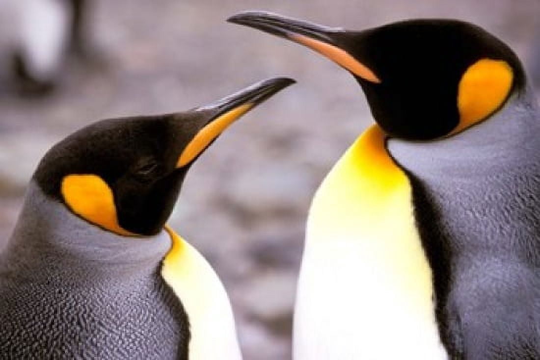 Two Penguins Sub-Antarctic South Georgia Island Canvas Art - Gavriel Jecan DanitaDelimont (35 x 24)