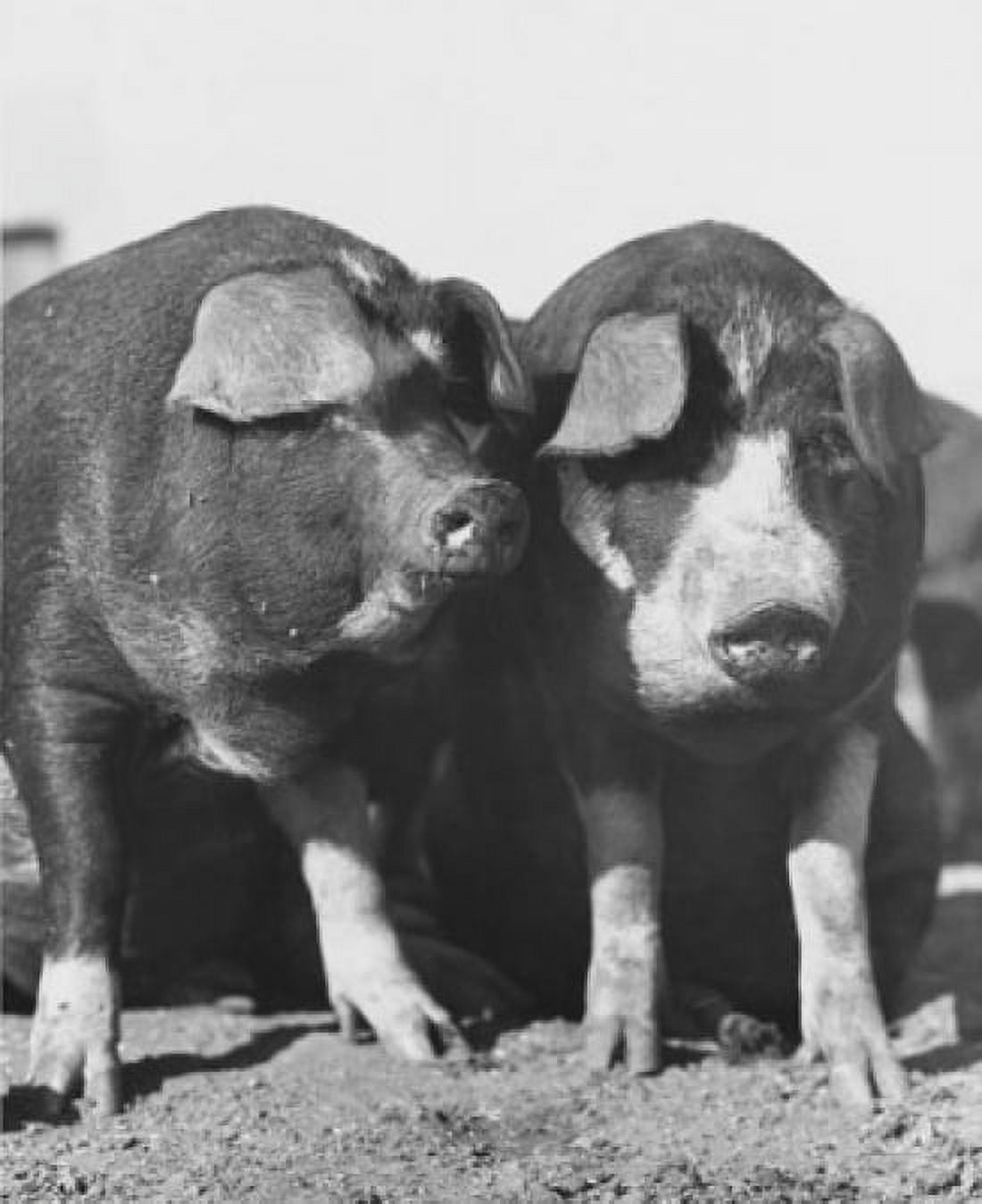Two Poland China hogs Canvas Art - (18 x 24)