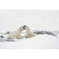 thumbnail image 1 of Two Polar Bears In A Humorous Looking Moment With Their Mouths Open As If Smelling Each Other's Breath; Churchill Manit, 1 of 3