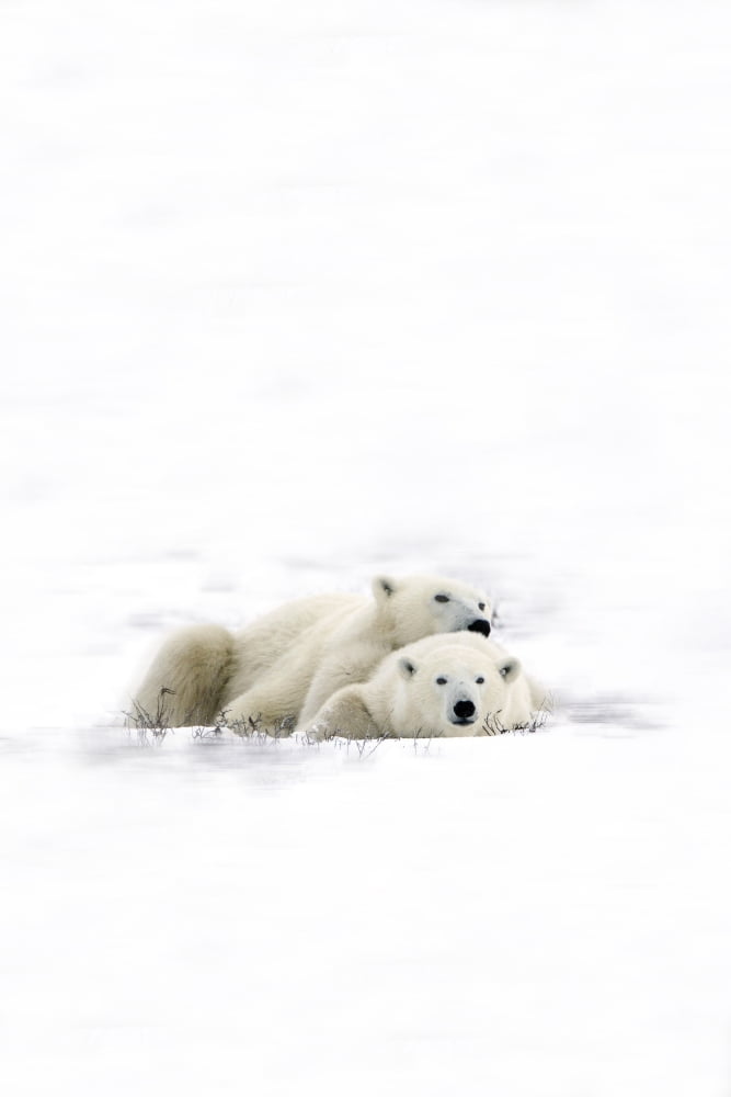 Two Polar Bears Laying Together Canvas Art - Richard Wear Design Pics (22 x 34)