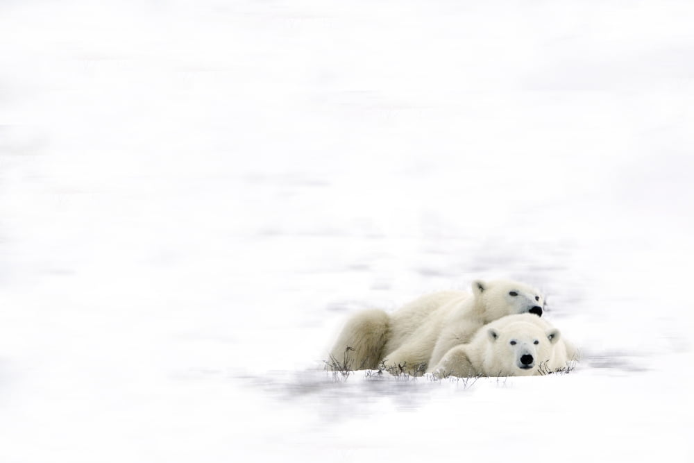 Two Polar Bears Laying Together Canvas Art - Richard Wear Design Pics (34 x 22)