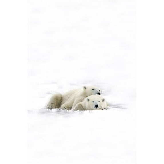 Two Polar Bears Laying Together Poster Print
