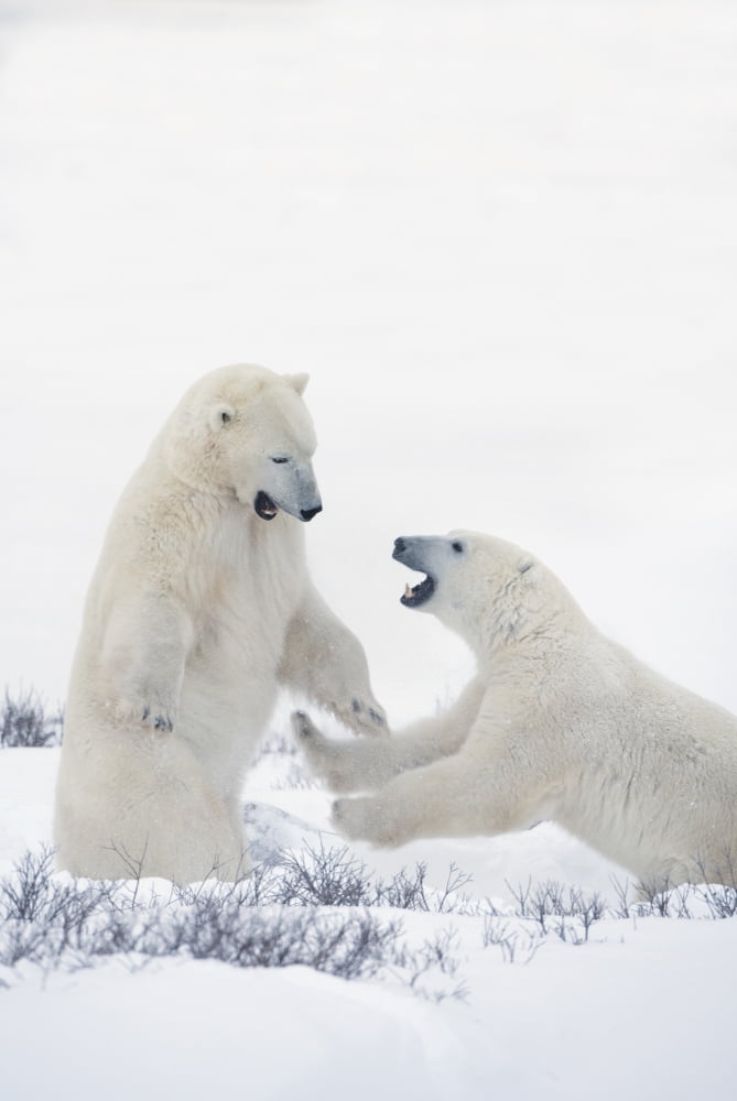 Two Polar Bears Play Fighting To Sharpen Their Hunting Skills As They Wait For The Ice To Freeze Over At Hudson Bay Churchill Manitoba Canada Canvas Art - Richard Wear Design Pics (24 x 38)