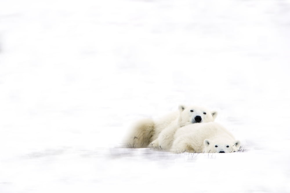 Two Polar Bears Snuggling Canvas Art - Richard Wear Design Pics (34 x 22)