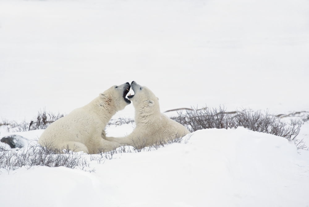 Two Polar Bears (Ursus Maritimus) In A Humorous Looking Moment With Their Mouths Open As If Smelling Each Others Breath Churchill Manitoba Canada Canvas Art - Richard Wear Design Pics (19 x 12)