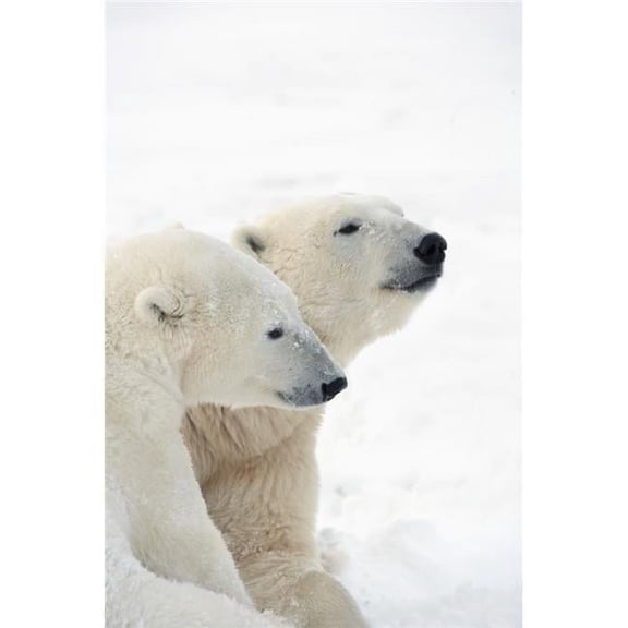 Two Polar Bears Ursus Maritimus Showing A Tender Moment As They Cuddle Side By Side - Churchill, Manitoba, Canada Poster Print, 13 x 20
