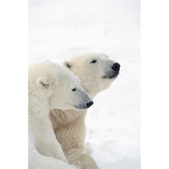 Two Polar Bears Ursus Maritimus Showing A Tender Moment As They Cuddle Side By Side - Churchill, Manitoba, Canada Poster Print, 26 x 40 - Large