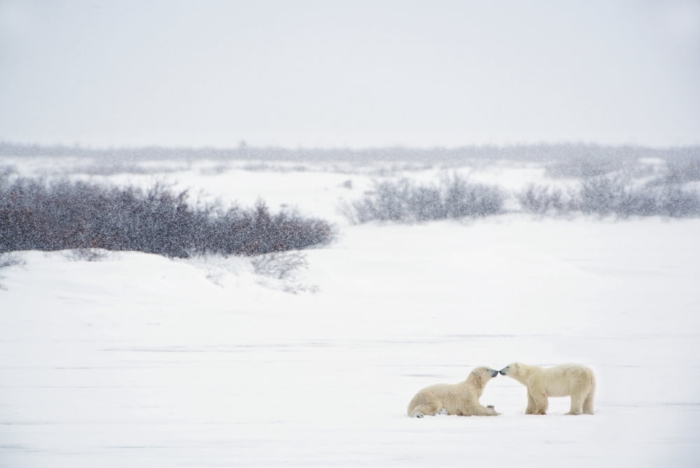 Two Polar Bears (Ursus Maritimus) Showing Affection By Kissing Each Other Churchill Manitoba Canada Canvas Art - Richard Wear Design Pics (19 x 12)