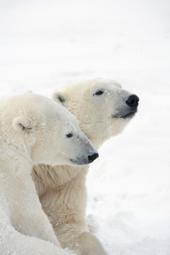 Two Polar Bears (Ursus Maritimus) Showing A Tender Moment As They Cuddle Side By Side Churchill Manitoba Canada Canvas Art - Richard Wear Design Pics (26 x 40)