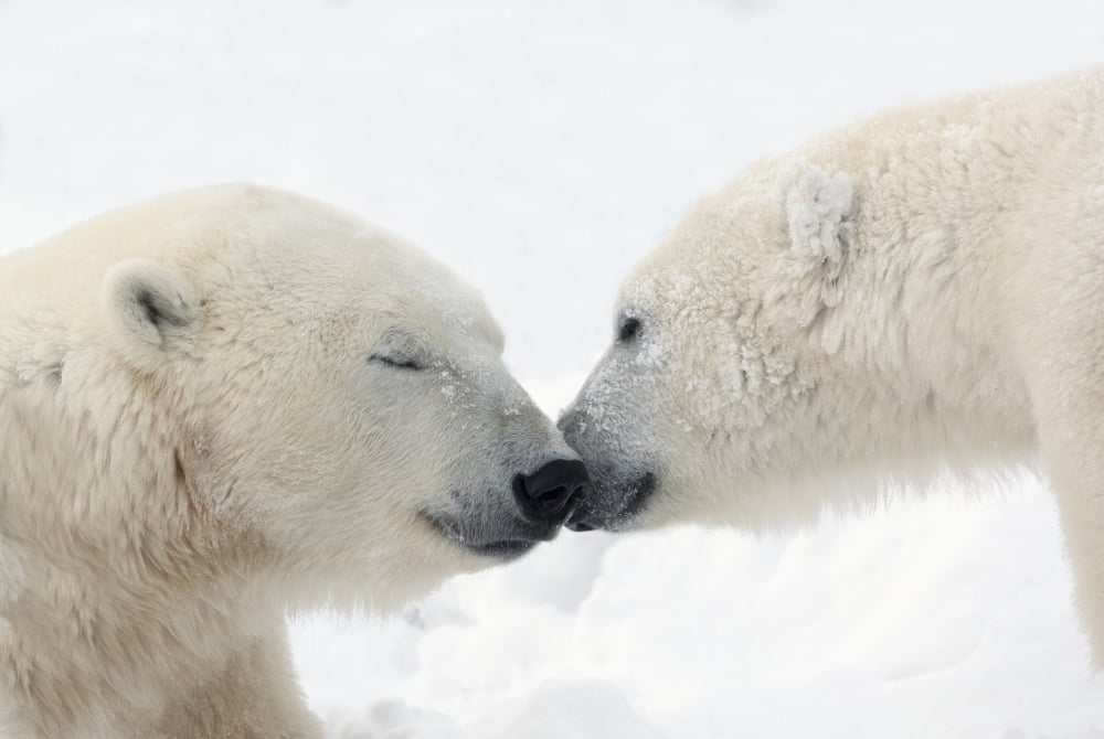 Two Polar Bears (Ursus Maritimus) Touching Noses Or Kissing Churchill Manitoba Canada Canvas Art - Richard Wear Design Pics (38 x 24)