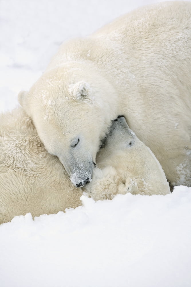 Two Polar Bears (Ursus Maritimus) Using Each Other For Pillows As They Sleep Blissfully Churchill Manitoba Canada Canvas Art - Richard Wear Design Pics (24 x 38)