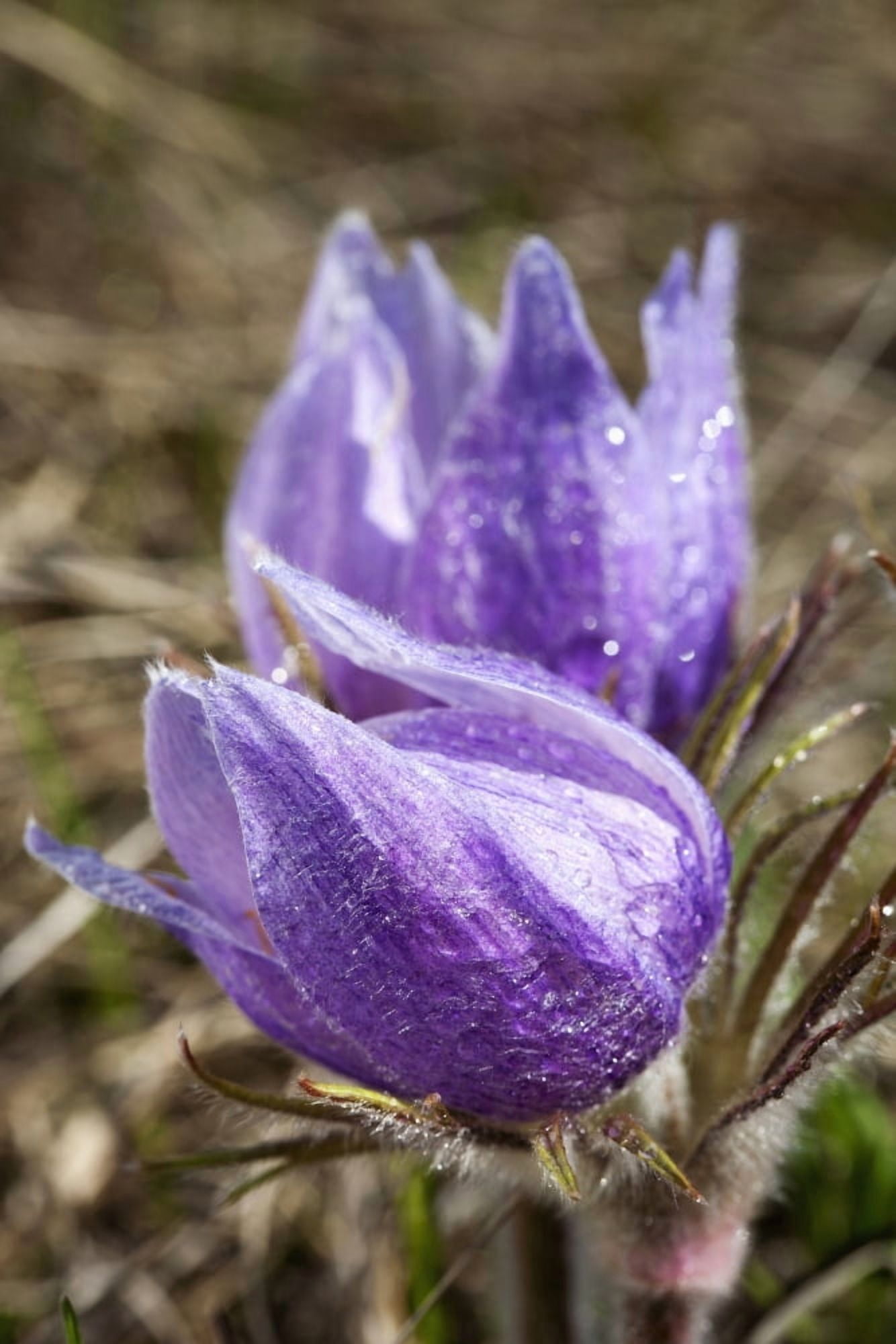 Two Prairie Crocuses With Water Droplets Calgary Alberta Canada Canvas Art - Michael Interisano Design Pics (24 x 38)