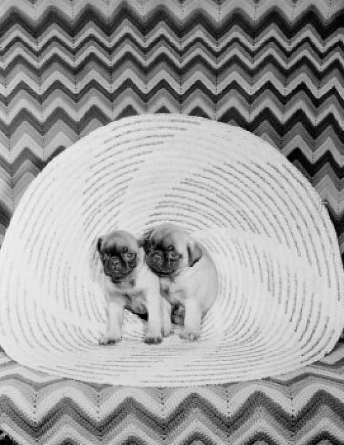 Two Pug dogs on sofa Canvas Art - (24 x 36)