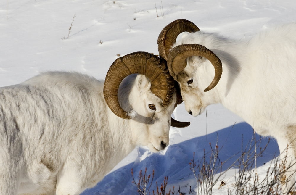Two Ram Dall Sheep But Heads Chugach Mountains Southcentral Alaska Winter Canvas Art - Doug Lindstrand Design Pics (34 x 22)