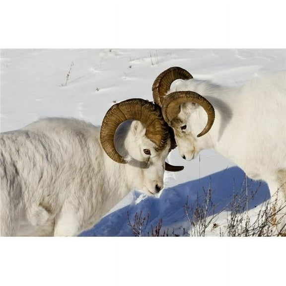 Two Ram Dall Sheep But Heads Chugach Mountains Southcentral Alaska Winter Poster Print