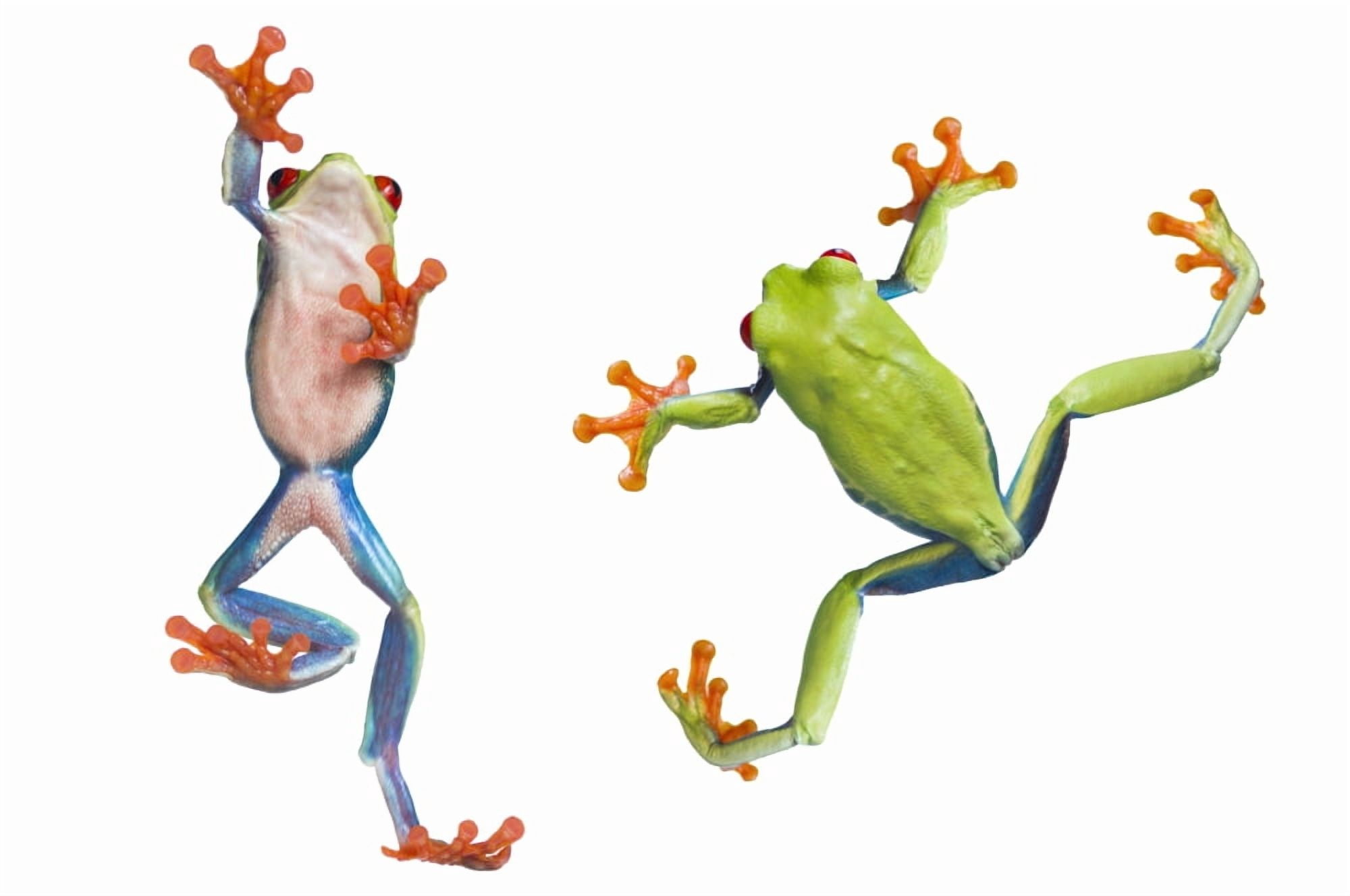 Two Red Eyed Tree Frogs Canvas Art - Corey Hochachka Design Pics (34 x 22)