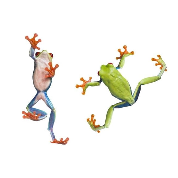 Two Red Eyed Tree Frogs Poster Print by Corey Hochachka, 34 x 22 - Large