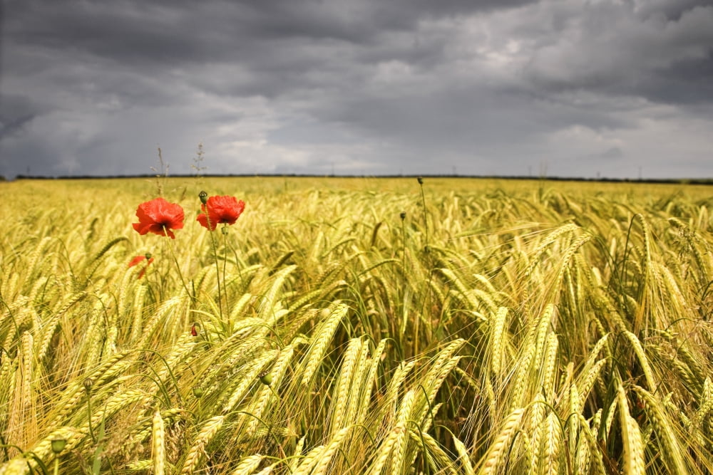 Two Red Poppies In Wheat Field Canvas Art - John Short Design Pics (17 x 11)