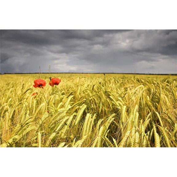 Two Red Poppies in Wheat Field Poster Print by John Short, 34 x 22 - Large