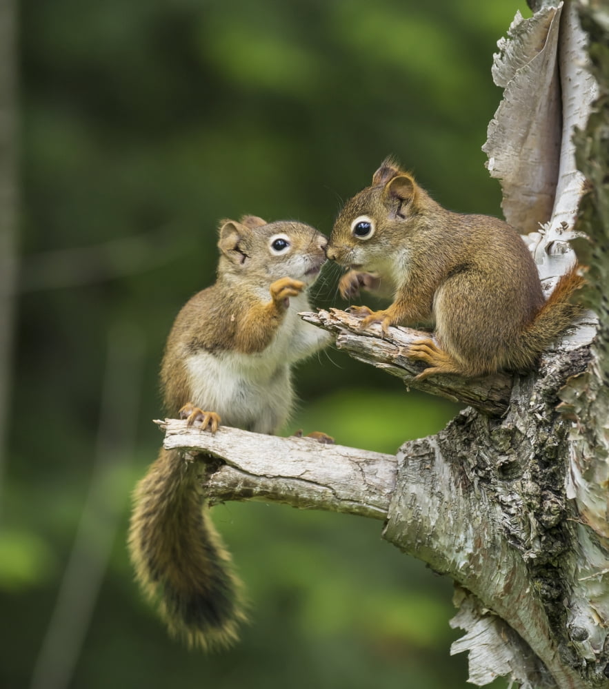 Two Red Squirrels (Sciurus Vulgaris) Playing In A Tree Ontario Canada Canvas Art - Julie DeRoche Design Pics (14 x 16)