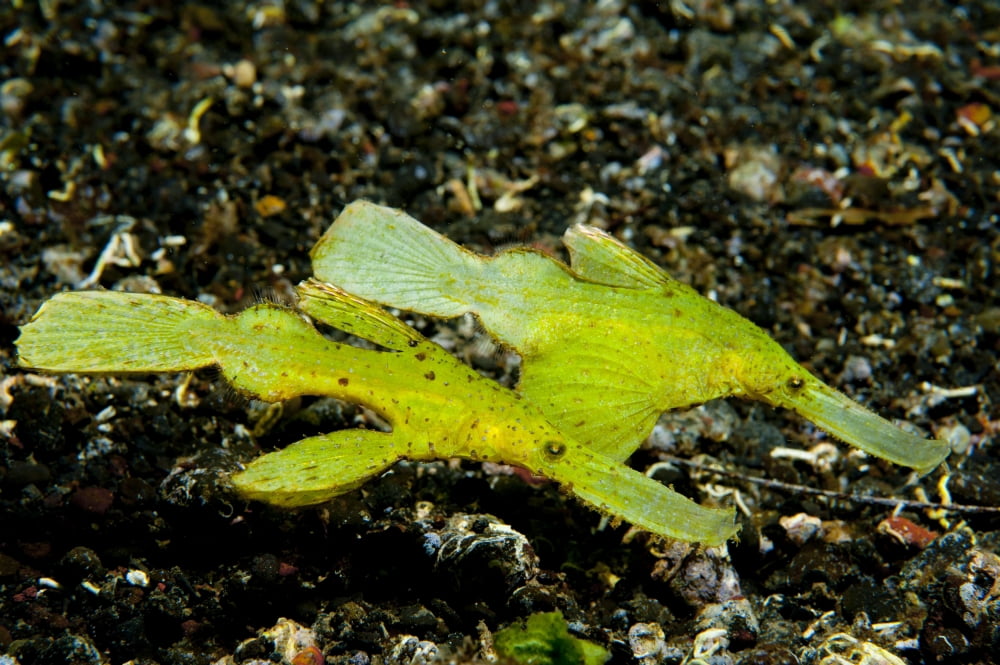 Two Robust ghost pipefish in volcanic sand Indonesia Canvas Art - Steve JonesStocktrek Images (35 x 23)
