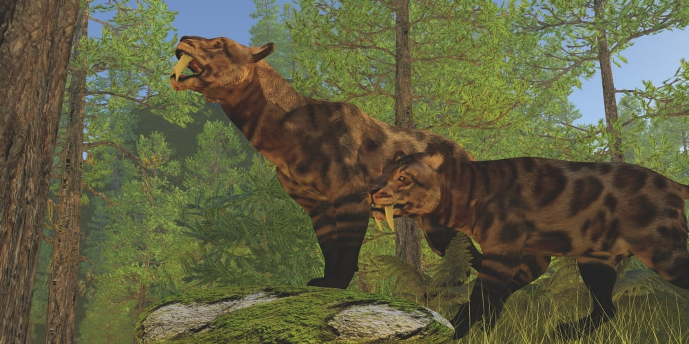 Two Saber-Toothed Cats search for prey in a pine forest Canvas Art - Corey FordStocktrek Images (20 x 10)