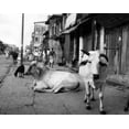thumbnail image 1 of Two Sacred Cows Shown On A Walk In A Poorer Section Of Calcutta History (36 x 24), 1 of 2