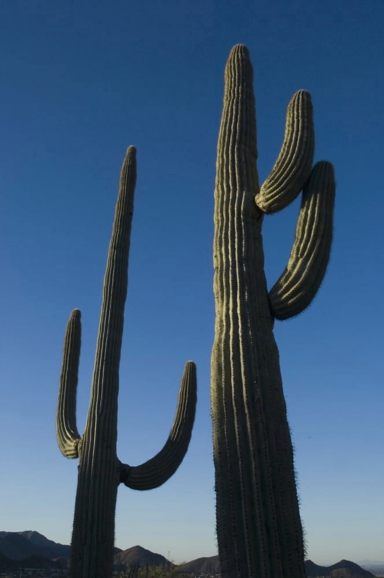 Two Saguaro Cacti In The Sonoran Desert Canvas Art - Chris Parker Design Pics (24 x 38)