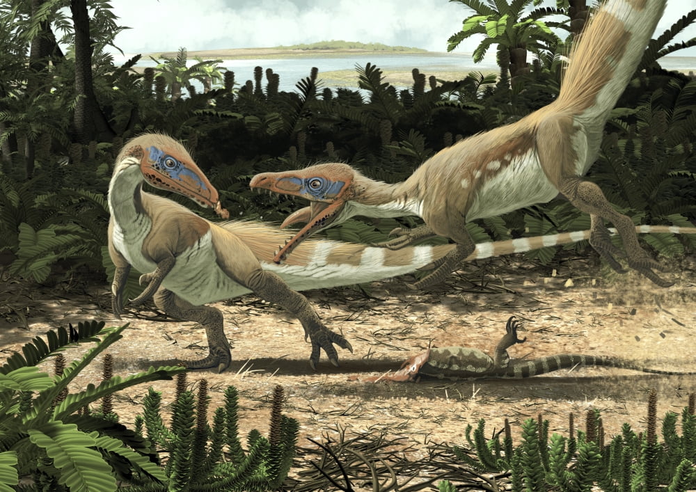 Two Sciurumimus albersdoerferi fighting for the carcass of a lizard Canvas Art - Roman Garcia MoraStocktrek Images (17 x 12)