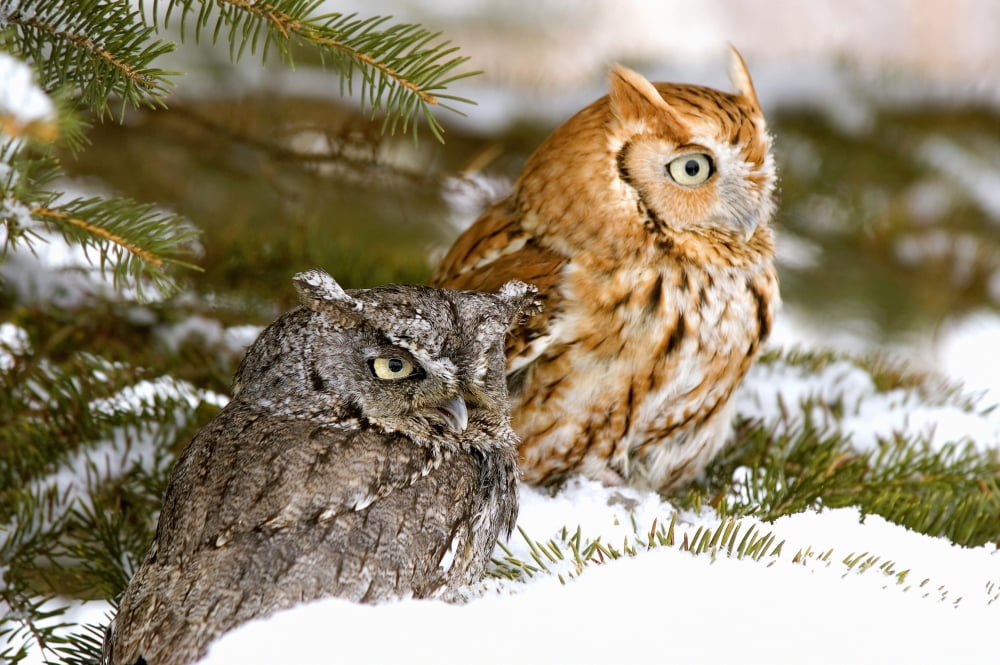 Two Screech Owls Canvas Art - John Pitcher Design Pics (34 x 22)