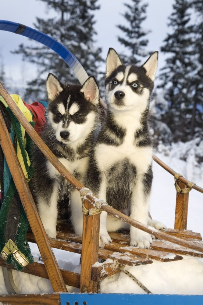 Two Siberian Husky Puppies Sitting In Dog Sled In Snow Alaska Canvas Art - Jeff Schultz  Design Pics (22 x 34)