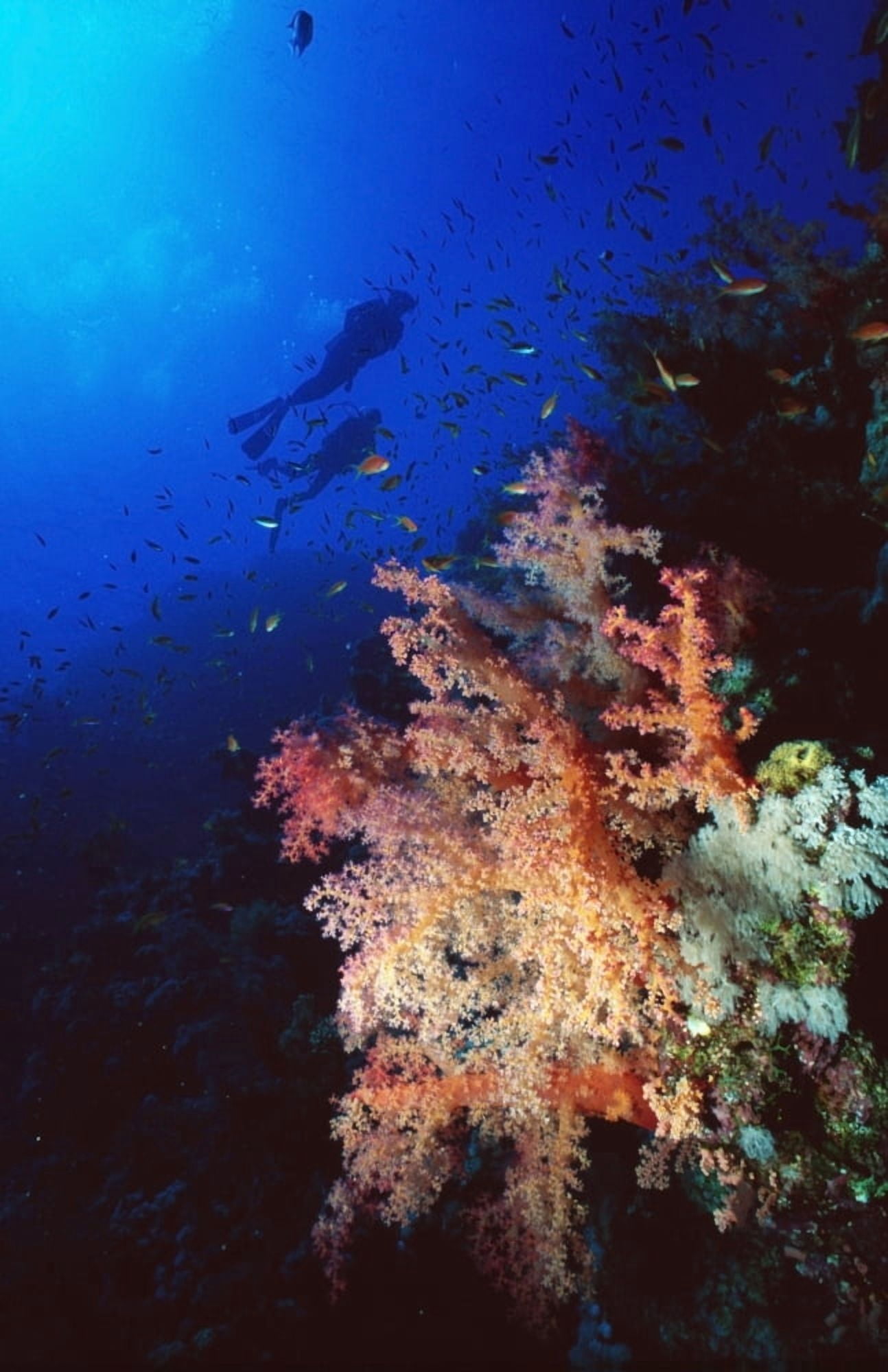 Two Silhouetted Divers Behind Soft Corals In The Red Sea Canvas Art - Alex Misiewicz  Design Pics (22 x 34)