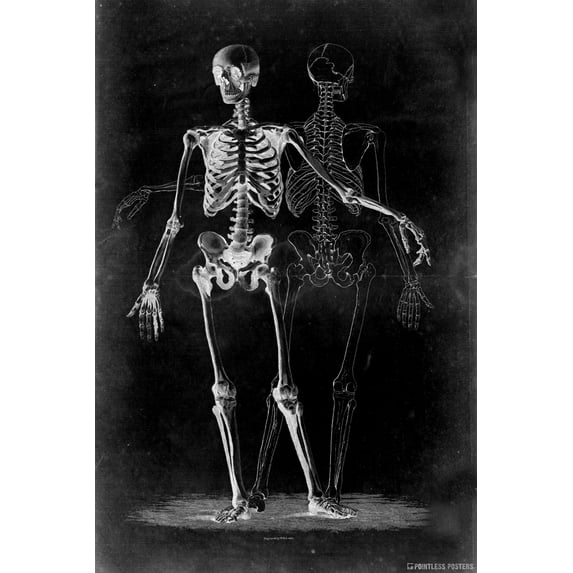 Two Skeletons On Black Gothic Poster by Pointless Posters