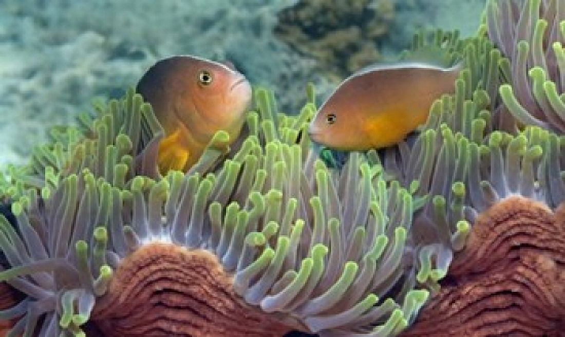 Two Skunk Anemone fish and Indian Bulb Anemone Canvas Art - Panoramic Images (16 x 10)