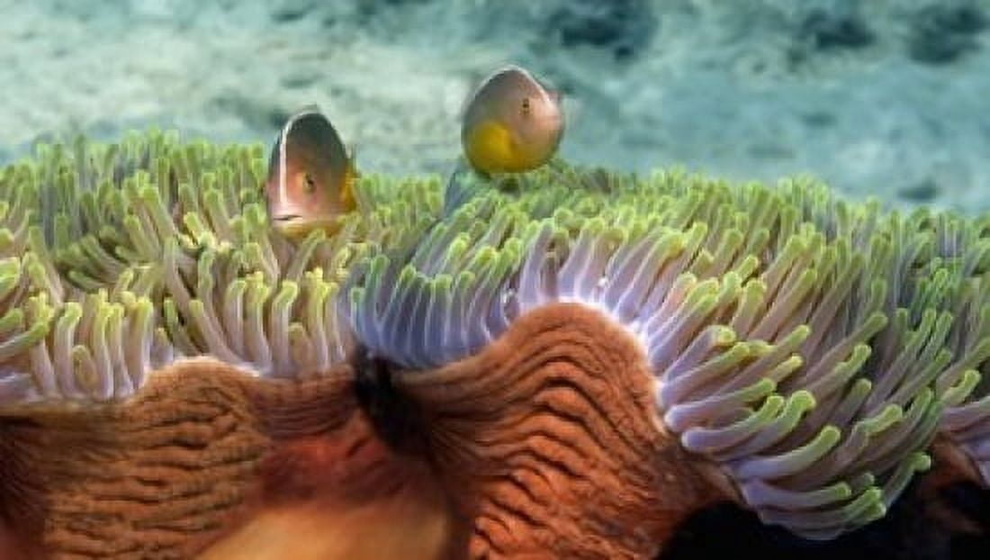Two Skunk Anemone fish and Indian Bulb Anemone Canvas Art - Panoramic Images (16 x 10)