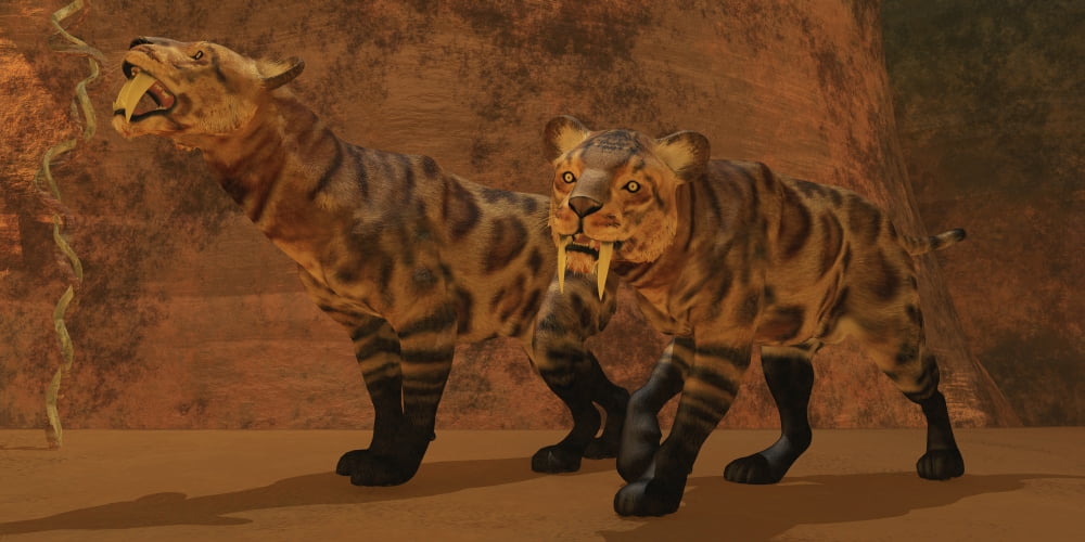 Two Smilodon cats find protection in a vast cave system Canvas Art - Corey FordStocktrek Images (40 x 20)