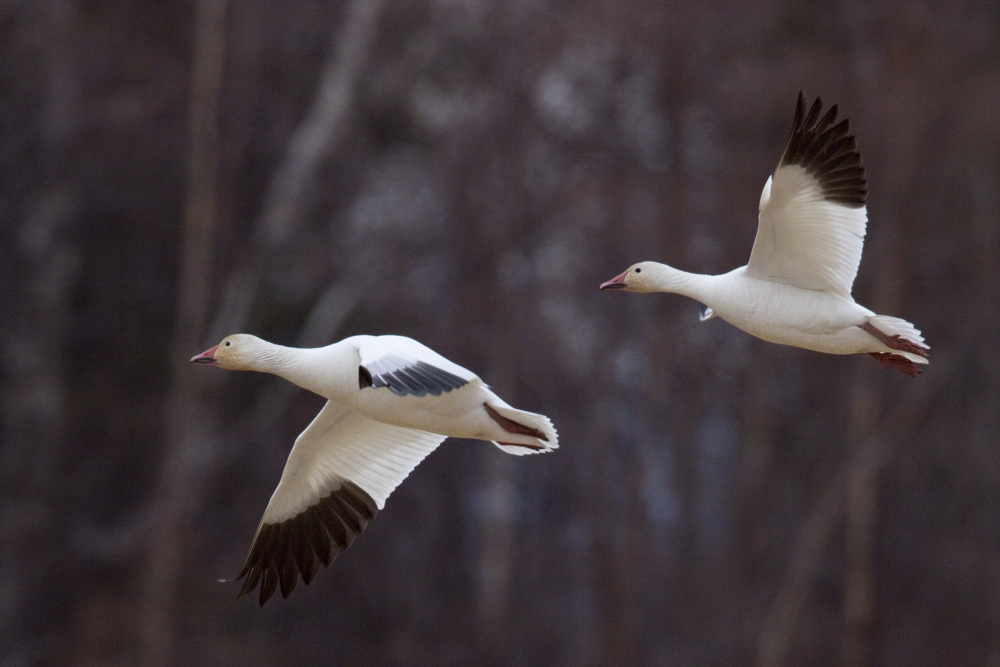 Two Snow Geese In Flight During Spring In The Matanuska Valley Southcentral Alaska Canvas Art - Doug Lindstrand Design Pics (17 x 11)
