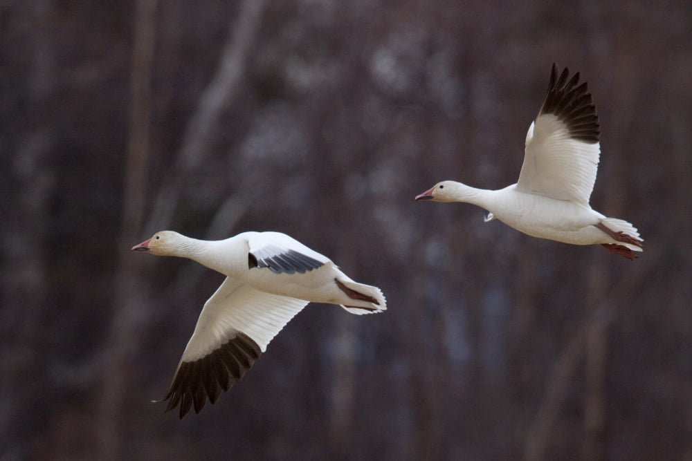 Two Snow Geese In Flight During Spring In The Matanuska Valley Southcentral Alaska Canvas Art - Doug Lindstrand Design Pics (34 x 22)